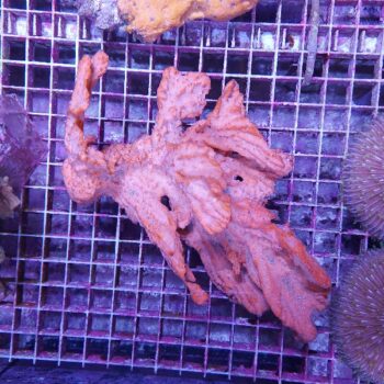 Haliclona sp. (47510)