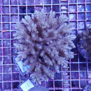 Acropora A57 (48588)