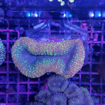 Lobophyllia N45 (48410)