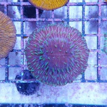 Cycloseris sp. (50384)
