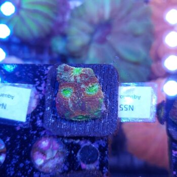 Acanthastrea echinata N55