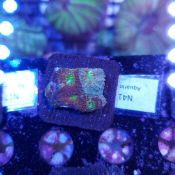 Acanthastrea echinata N41