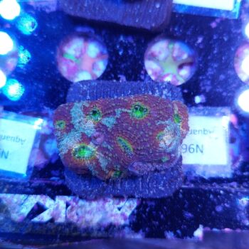 Acanthastrea echinata N96