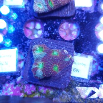 Acanthastrea echinata N9