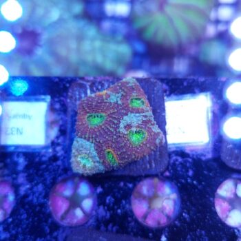 Acanthastrea echinata N17