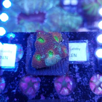 Acanthastrea echinata N33