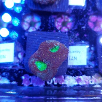 Acanthastrea echinata N71