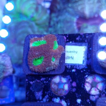Acanthastrea echinata N48