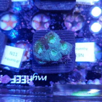 Acanthastrea echinata N63