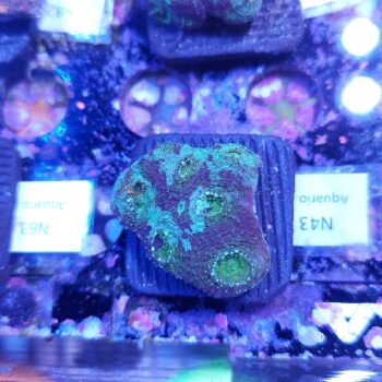 Acanthastrea echinata N43