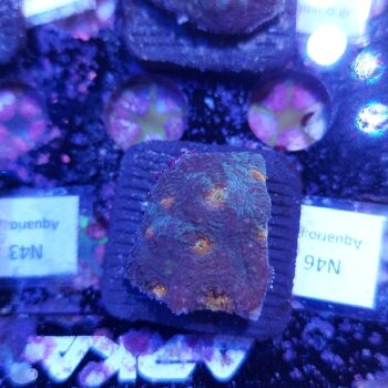 Acanthastrea echinata N46