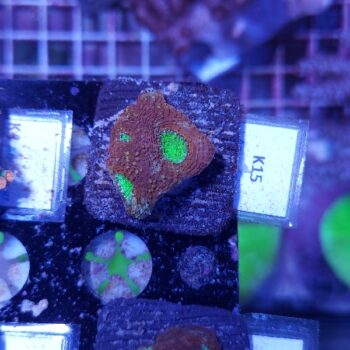 Acanthastrea echinata K15