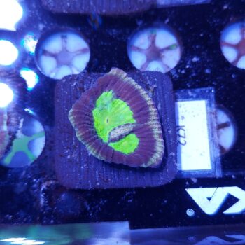 Goniastrea K72