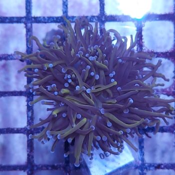 Euphyllia glabrescens K30