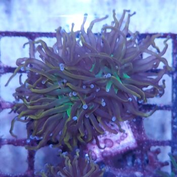 Euphyllia glabrescens K23