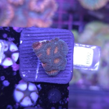 Favites B592