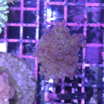Euphyllia paraancora 13