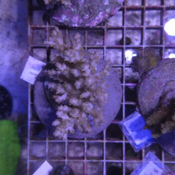 Acropora M31 (00003)
