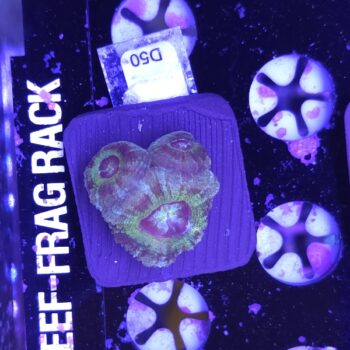 Acanthastrea lordhowensis D50