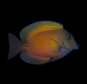 Ctenochaetus cyanocheilus- Bluelipped Bristletooth Surgeonfish (Adult) L