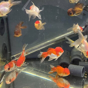 Carassius auratus - Baby Oranda Mix 5-6cm