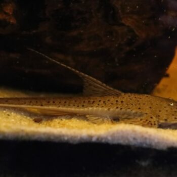Planiloricaria cryptodon L