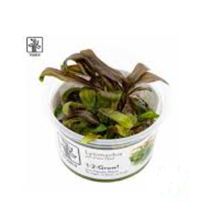 Tropica Lysimachia parvifolia Red 1-2 Grow