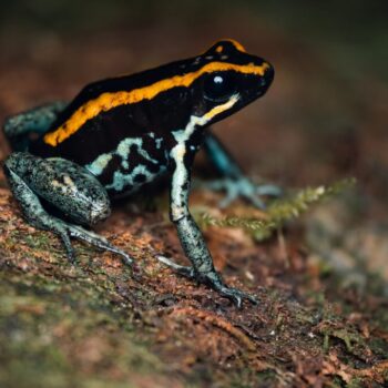 Phyllobates vittatus - Golfodulcean poison frog Pair