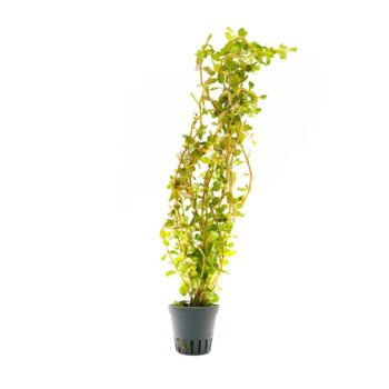 Stoffels Rotala rotundifolia "Blood Red"