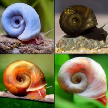 Planorbarius corneus -Ramshorn Snail