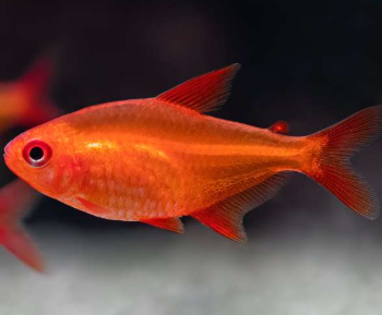 Hyphessobrycon sp. "Muzel Red Cherry“ M