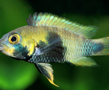 Apistogramma panduro 3-4cm