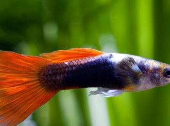 Poecilia reticulata- Red Tail Black Guppy M/L