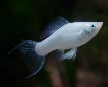 Poecilia latipinna - Silver Molly M