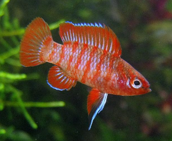 Burmese badis - Rainbow Badis ( Red Bandis) S/M