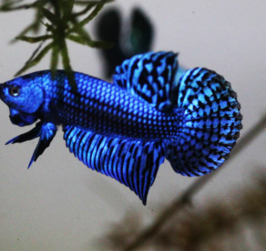 Betta splendens – Siamese Fighting Fish Alien Blue Male 3.5-4cm