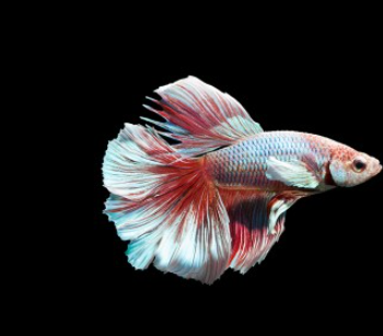 Betta splendens - Siamese Fighting Fish Halfmoon Dumbo 3.5-4cm