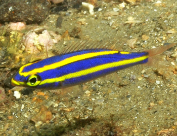 Pentapodus aureofasciatus - Blue Yellowstripe Whiptail JUV M