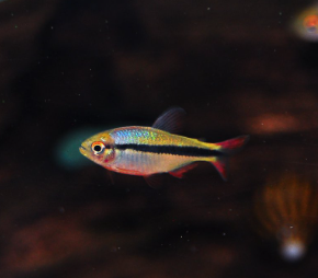 Hyphessobrycon cyanotaenia- Lapis Tetra S