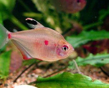 Hyphessobrycon erythrostigma- Bleeding Heart Tetra M