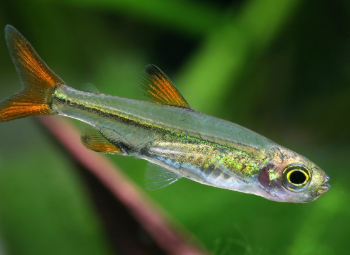 Ladigesia roloffi – Jelly Bean Tetra M