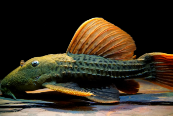 Pseudacanthicus pitanga- Red Fin Cactus Pleco 8-10cm