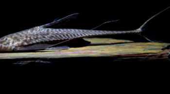 Pterosturisoma microps 12-16cm