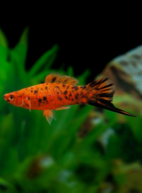 Xiphophorus helleri - Berlin Swodrtail 4-5cm