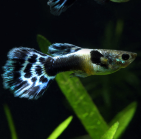 Poecilia reticulata - Blue Berry Guppy Male 3-3.5 cm