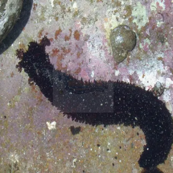 Cucumaria miniata - Sea Cucumber Black