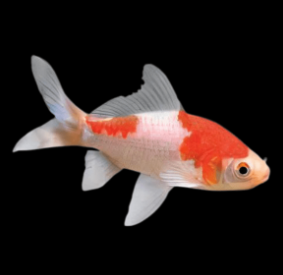Carassius auratus - Red and White Comet Goldfish 7.5cm
