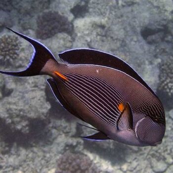 Acanthurus sohal M - Sohal Surgeonfish