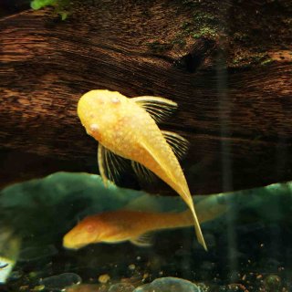 Ancistrus sp. - Albino Bristlenose Pleco 3cm