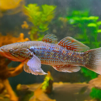 Giuris margaritaceus- Rainbow Snakehead Gudgeon 13-15cm